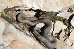 Trimeresurus gracilis