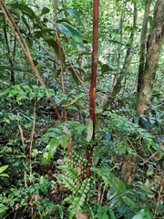 Blechnum filiforme