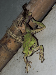 Leptodeira splendida