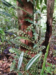 Blechnum filiforme