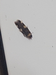 Oegoconia novimundi