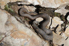 Trimeresurus gracilis