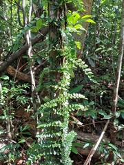 Blechnum filiforme