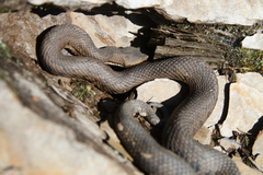 Trimeresurus gracilis