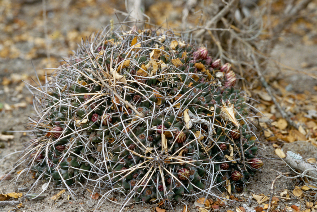 Mexican pincushion cactus from Guadalcázar, San Luis Potosí, Messico on