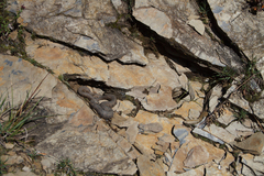 Trimeresurus gracilis