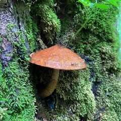 Hemistropharia
