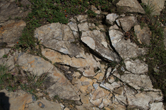 Trimeresurus gracilis