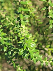 Baccharis uncinella