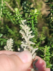 Baccharis uncinella