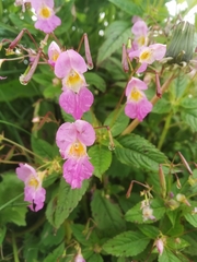 Impatiens sulcata