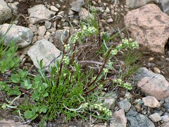Artemisia borealis