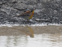 Emberiza flaviventris flaviventris