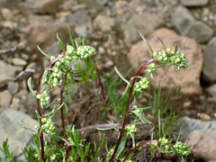 Artemisia borealis