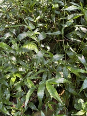 Ichnanthus pallens