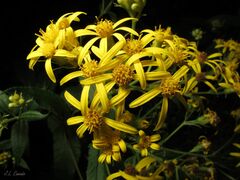 Senecio bayonnensis