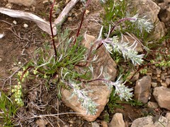 Artemisia borealis