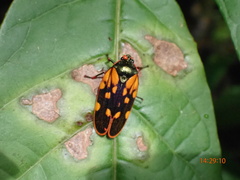 Mahanarva costaricensis