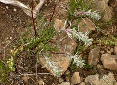 Artemisia borealis