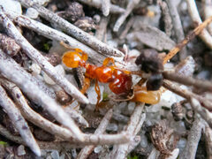 Pheidole antipodum