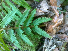 Polystichum aculeatum