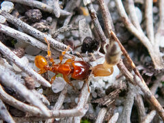 Pheidole antipodum