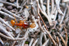 Pheidole antipodum