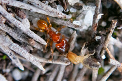 Pheidole antipodum