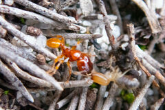 Pheidole antipodum