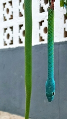 Philothamnus irregularis