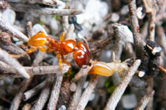 Pheidole antipodum