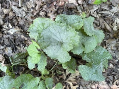 Alliaria petiolata