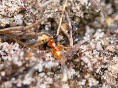 Pheidole antipodum