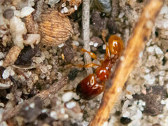 Pheidole antipodum