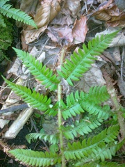 Polystichum aculeatum