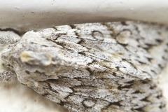 Andropolia aedon