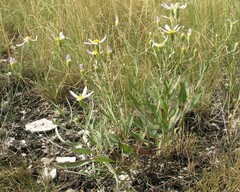 Galatella divaricata