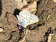 Euphilotes ancilla