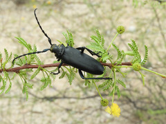 Stenaspis solitaria