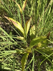 Cypripedium candidum