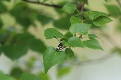Rheumaptera hastata