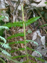 Polystichum aculeatum