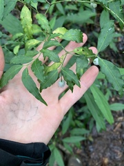 Psychotria andevorantensis image