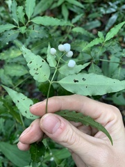 Psychotria andevorantensis image