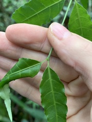 Psychotria andevorantensis image