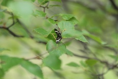 Rheumaptera hastata
