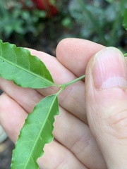 Psychotria andevorantensis image