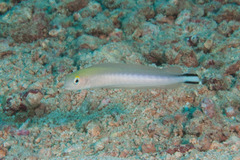 Quakerfish photo 4