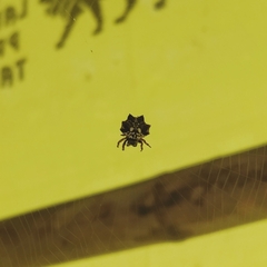 Thelacantha brevispina