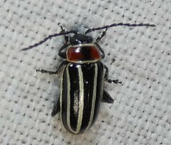 Disonycha pensylvanica